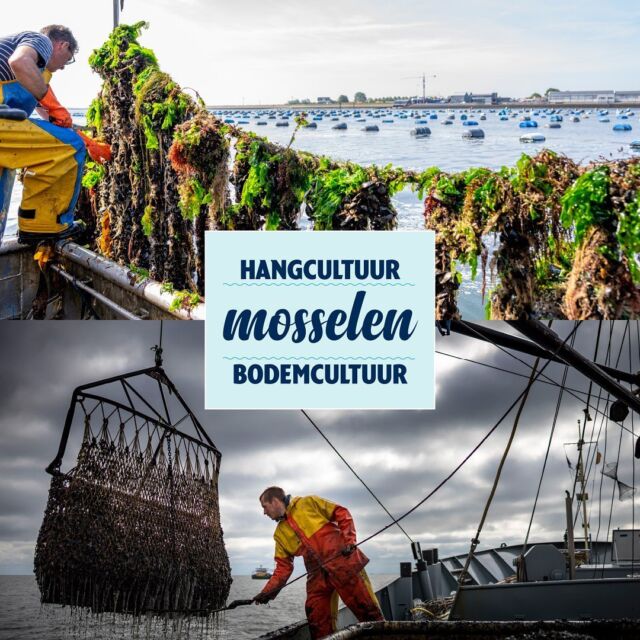 Bodemcultuur- of hangcultuurmosselen, weet jij het verschil? 

Het verschil tussen bodemcultuur- en hangcultuurmosselen zit hem in de manier van kweken: op de bodem of hangend aan een touw. Hangcultuurmosselen groeien een stuk sneller, vanwege het vele zonlicht. Daarom zijn ze ook eerder te verkrijgen dan bodemcultuurmosselen. 

#hangcultuurmosselen #mosselen #zeeland #zouitzeeland #bodemcultuurmosselen